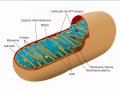 mitocondrias.avi